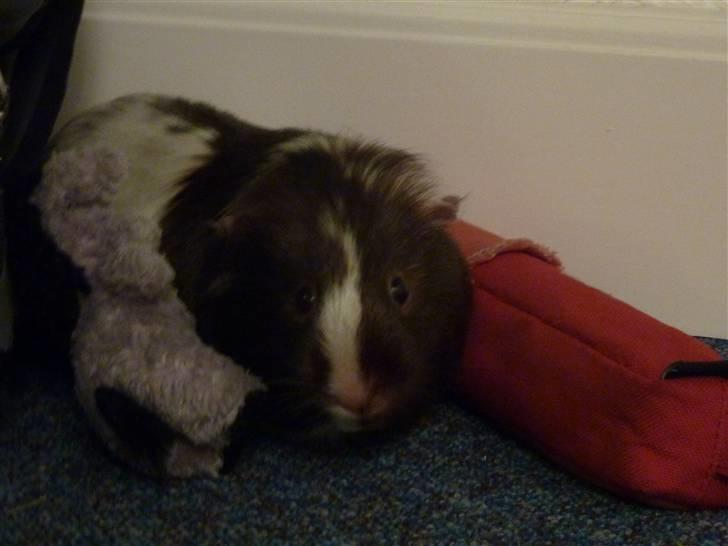 Marsvin Bellis billede 8