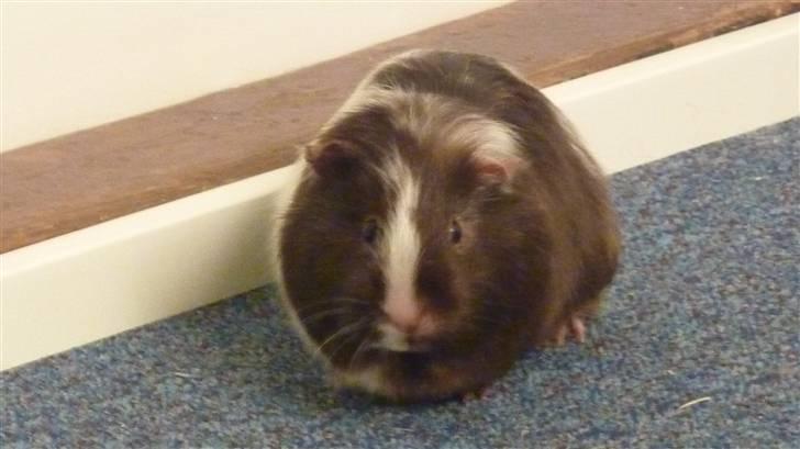 Marsvin Bellis billede 9