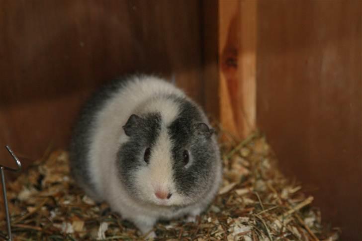 Marsvin Pixie von Firkløver - Pixie 4 mdr billede 4