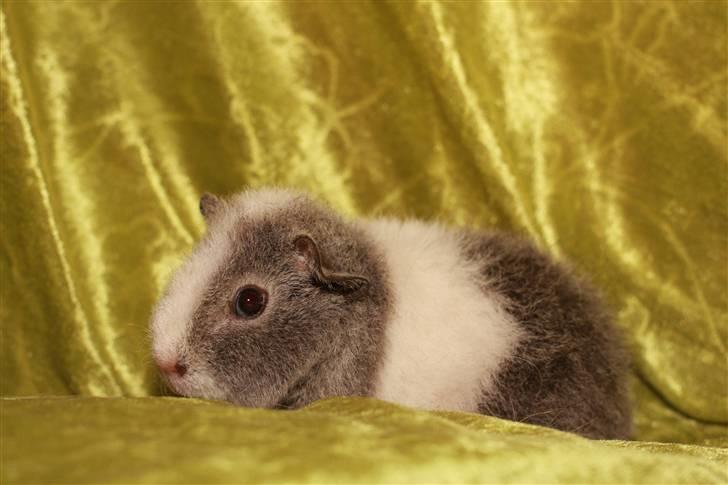 Marsvin Pixie von Firkløver - Pixie 1 mdr billede 6