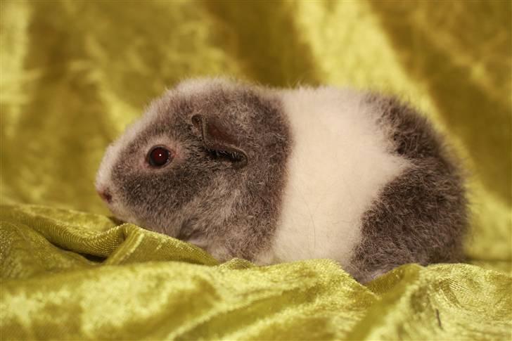 Marsvin Pixie von Firkløver - <3 billede 7