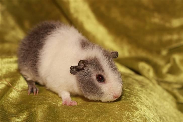 Marsvin Pixie von Firkløver - <3 billede 11