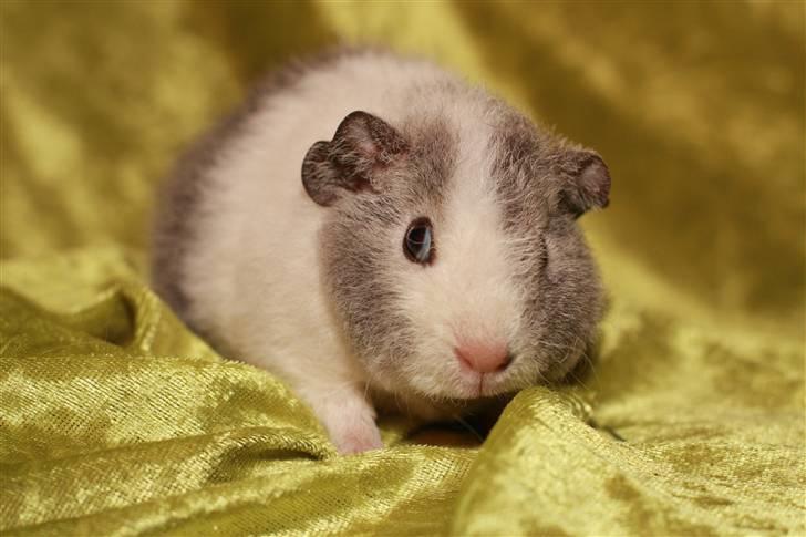 Marsvin Pixie von Firkløver - <3 billede 5