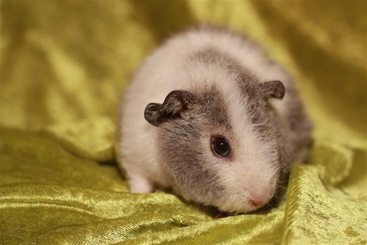 Marsvin Pixie von Firkløver - <3 billede 8