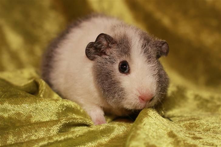 Marsvin Pixie von Firkløver - <3 billede 9