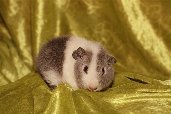 Marsvin Pixie von Firkløver - <3 billede 10