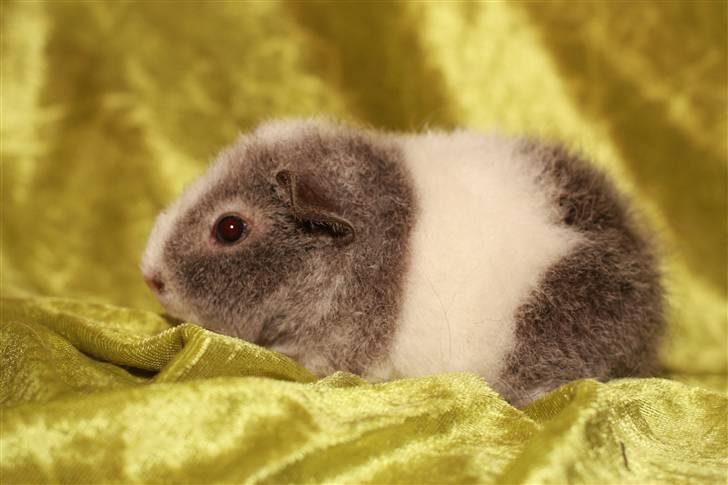 Marsvin Pixie von Firkløver - <3 billede 12