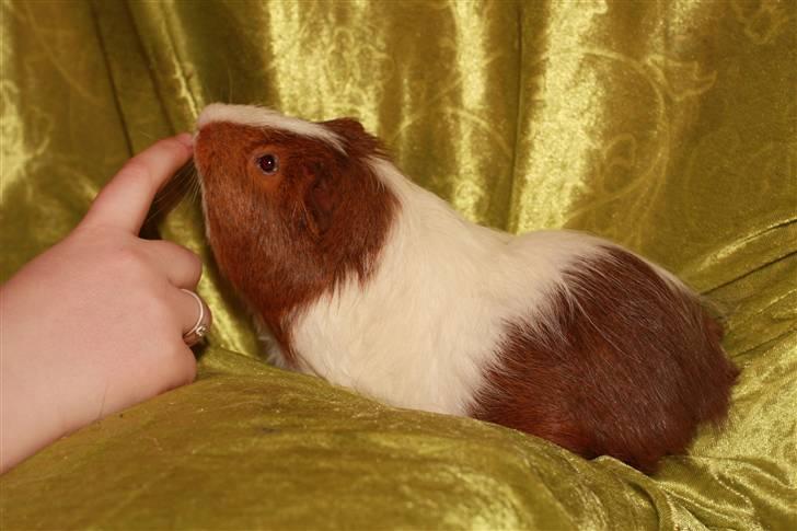 Marsvin Skovlundegaards Gustav billede 7