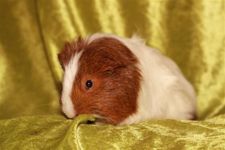 Marsvin Skovlundegaards Gustav billede 8