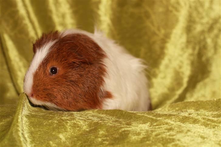 Marsvin Skovlundegaards Gustav billede 9