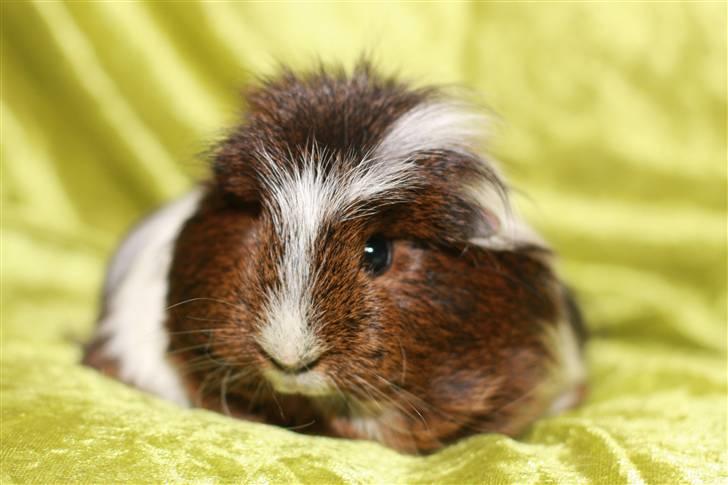 Marsvin Shelly billede 6