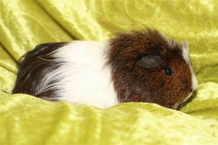 Marsvin Shelly billede 7