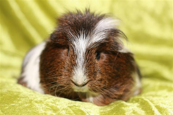 Marsvin Shelly billede 8