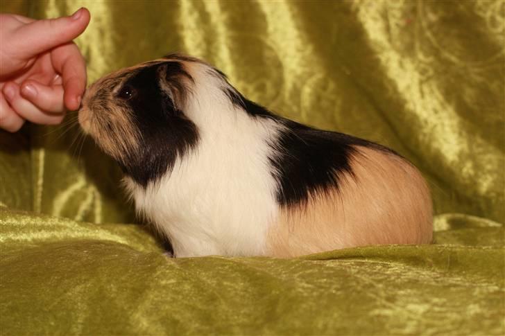 Marsvin Skovlundegaards Malthe billede 8