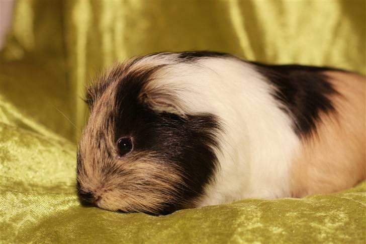 Marsvin Skovlundegaards Malthe billede 9