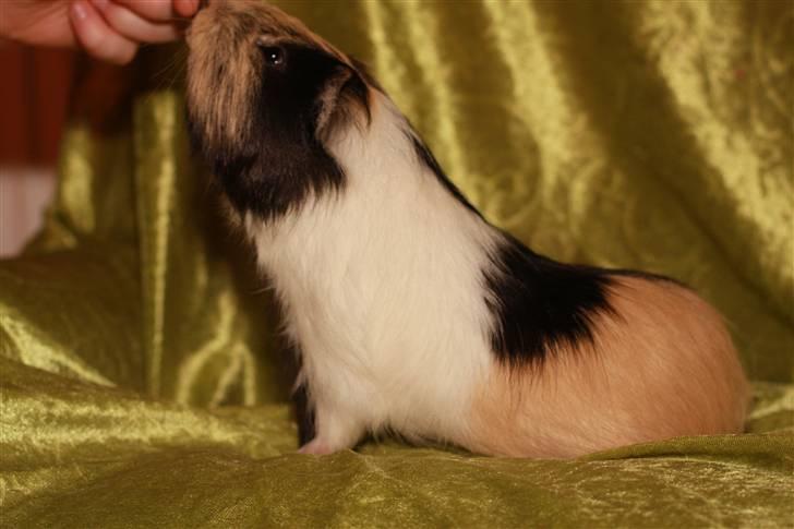 Marsvin Skovlundegaards Malthe billede 10