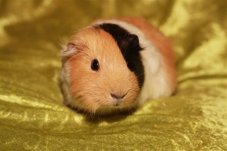 Marsvin Skovlundegaards Valentina billede 13