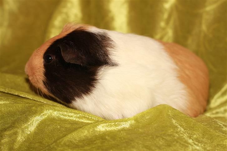 Marsvin Skovlundegaards Valentina billede 14