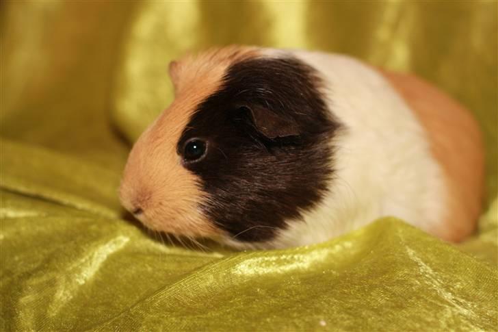 Marsvin Skovlundegaards Valentina billede 15