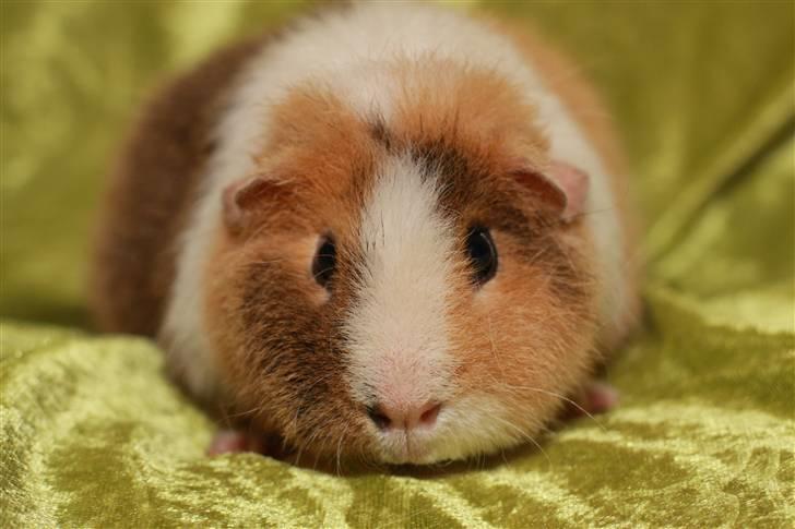 Marsvin Xikki Sommer Sky billede 1