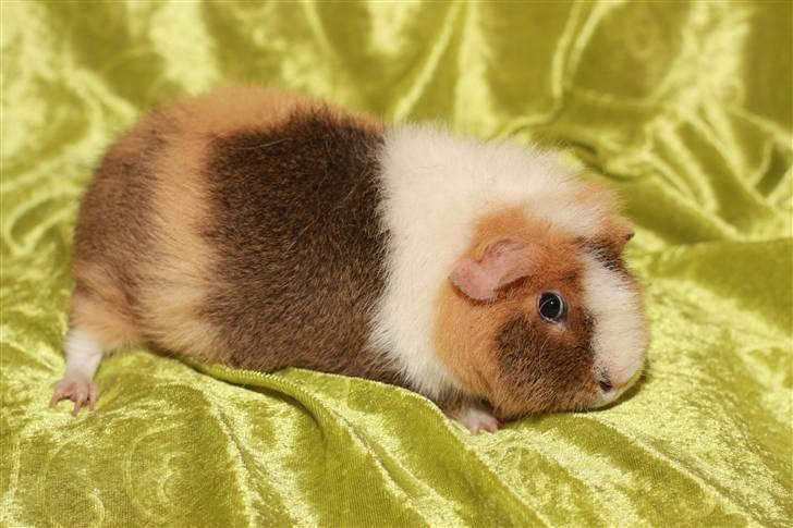 Marsvin Xikki Sommer Sky billede 2