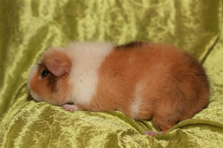 Marsvin Xikki Sommer Sky billede 3