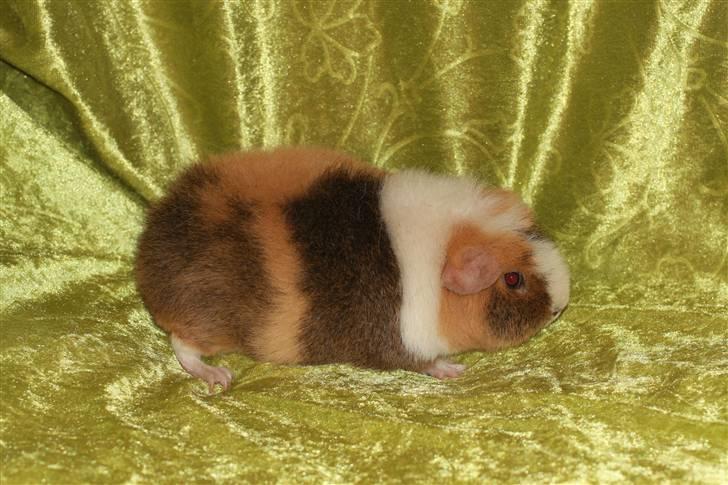 Marsvin Xikki Sommer Sky billede 4