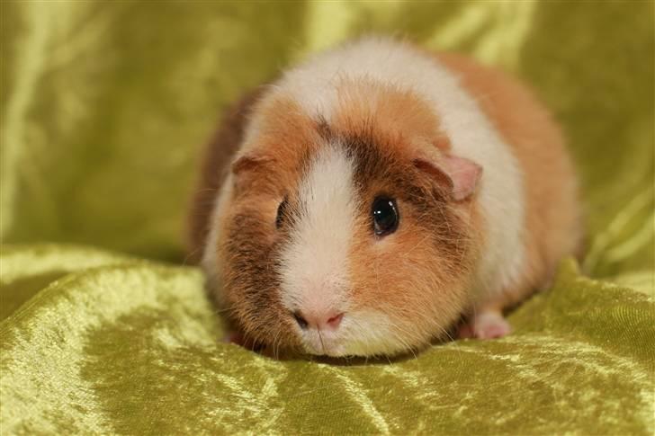 Marsvin Xikki Sommer Sky billede 5