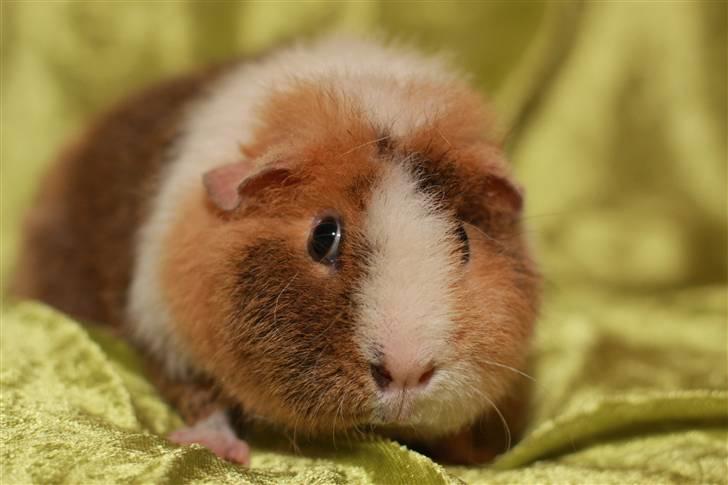 Marsvin Xikki Sommer Sky billede 6