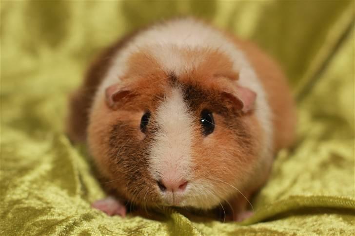 Marsvin Xikki Sommer Sky billede 7