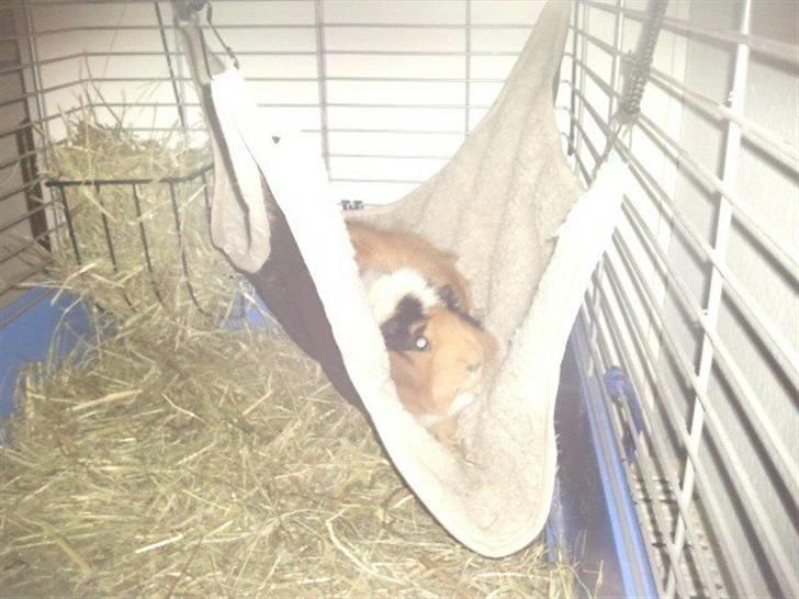 Marsvin Tamaya - hyggetid i den nye hængekøje billede 17