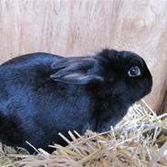 Kanin Peter Kanin R.I.P.