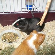 Marsvin alle mine børn