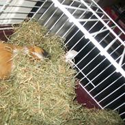 Marsvin alle mine børn