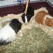 Marsvin alle mine børn