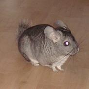 Chinchilla Chili