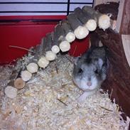 Dværghamster Nougat [ Fætters ]