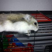 Dværghamster Nougat [ Fætters ]