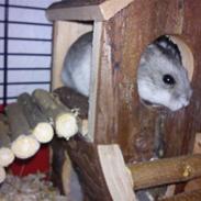 Dværghamster Nougat [ Fætters ]