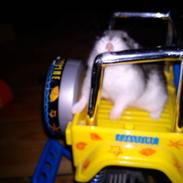 Dværghamster Nougat [ Fætters ]