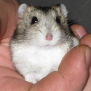 Hamster sylvester
