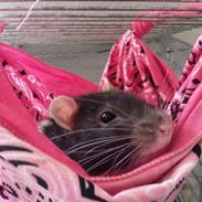 Tamrotte Slamslugerslangen