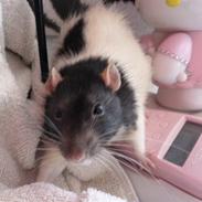 Tamrotte Slamslugerslangen