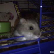 Hamster Kiki R.I.P