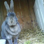 Kanin Kløver *my best friend*