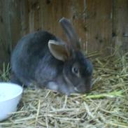 Kanin Kløver *my best friend*