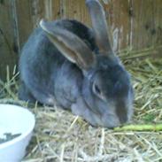 Kanin Kløver *my best friend*