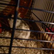 Dværghamster BIMSE (R.I.P)