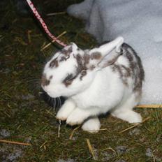 Kanin Winds Pandoriana Pandora