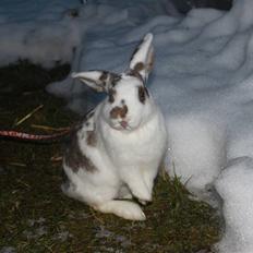 Kanin Winds Pandoriana Pandora
